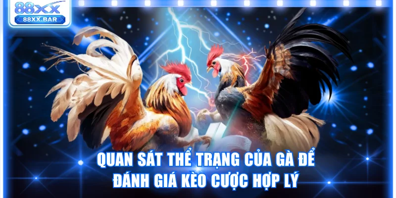 Đá Gà Cựa Sắt Và Những Quy Định Quan Trọng Trong Trận Đấu